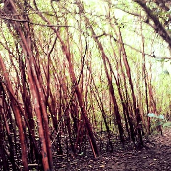 Judd Trail - Lean wid it - Hiking Near Me - Honolulu, Hawaii