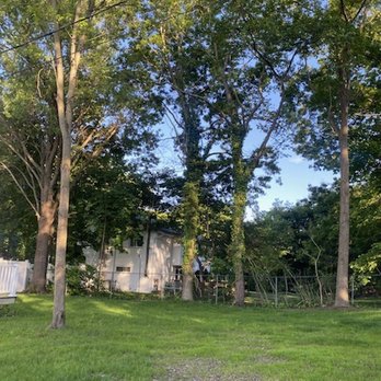 Top Line Tree Care - Before - Tree Services Near Me - Wyandanch, New York Top Line Tree Care - Before - Tree Services Near Me - Wyandanch, New York