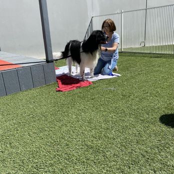 Luxe Pet Hotels - The royal spa treatment. - Pet Boarding Near Me - Las Vegas, Nevada