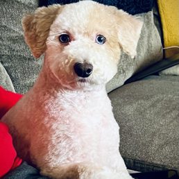 Doggy Street Dog Grooming: Transform Your Pup Today