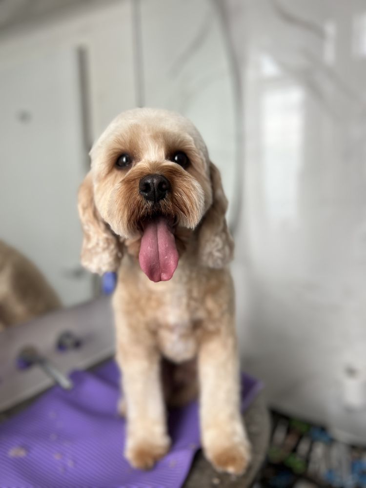 MANDALA PETS Request an Appointment 20 Photos Staten Island, New