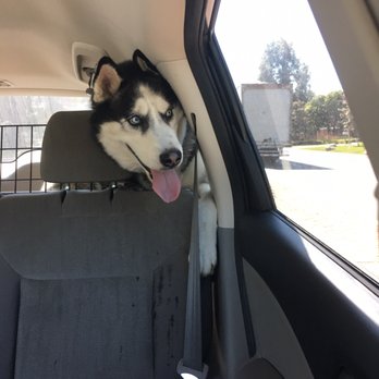 Costa Mesa Bark Park - Look how excited he is to be here! lol drooling all over my back seat ... - Dog Parks Near Me - Costa Mesa, California Costa Mesa Bark Park - Look how excited he is to be here! lol drooling all over my back seat ... - Dog Parks Near Me - Costa Mesa, California