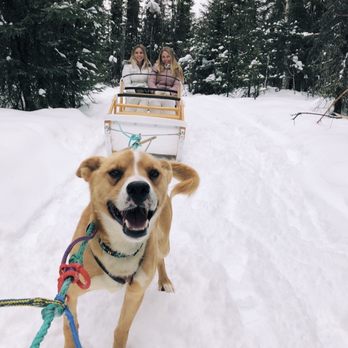 1st Alaska Tours - Comfortable and fun dog sledding - Tours Near Me - Fairbanks, Alaska