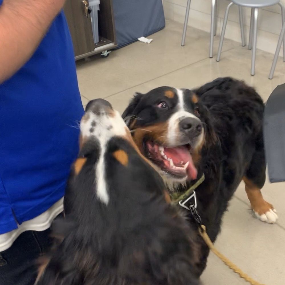 PetSmart - Puppy training Graduation (with awesome Clint) - Pet Stores Near Me - Kokomo, Indiana PetSmart - Puppy training Graduation (with awesome Clint) - Pet Stores Near Me - Kokomo, Indiana