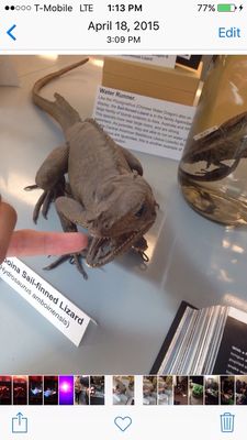 University of California Museum of Paleontology by null