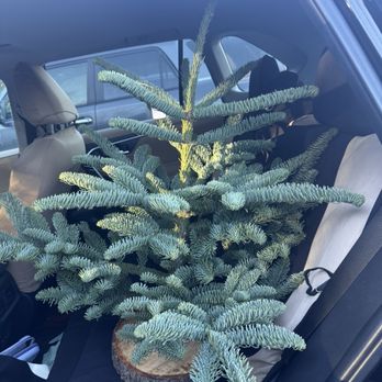 Harrison Tree Farm - Baby tree in my car - Christmas Trees Near Me - Sandy, Oregon