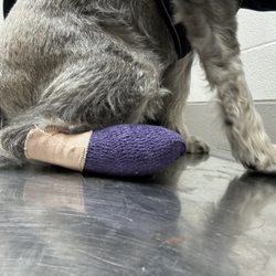 Pryor Veterinary Hospital - Scruffy taken care of, yay!