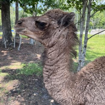 The Fluffy Cow Cafe - Petting Zoos Near Me - St. Augustine, Florida