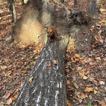 Devil's Fork State Park - Hiking with fur kids - Parks Near Me - Salem, South Carolina Devil's Fork State Park - Hiking with fur kids - Parks Near Me - Salem, South Carolina