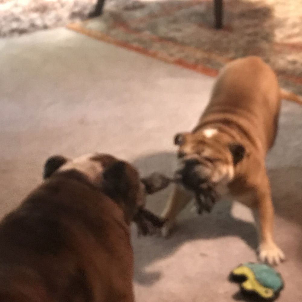 Gladstone Veterinary Clinic - Presley and Squiggs - Veterinarians Near Me - Milwaukie, Oregon