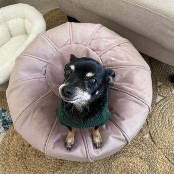 VCA Mountain View Animal Hospital - Elderly black chihuahua in a green sweater sitting on a circular, dusty pink velour foot stool - Veterinarians Near Me - Phoenix, Arizona VCA Mountain View Animal Hospital - Elderly black chihuahua in a green sweater sitting on a circular, dusty pink velour foot stool - Veterinarians Near Me - Phoenix, Arizona