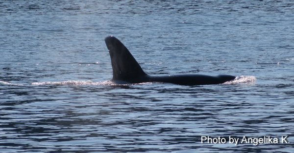Prince of Whales - Whale & Marine Wildlife Adventures Vancouver by null