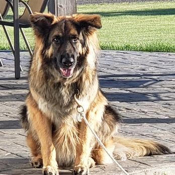 Paws & Beyond - Pet Training Near Me - Saginaw , Michigan