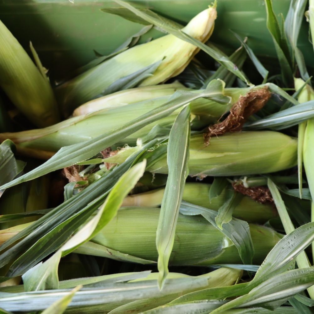 Windy Springs Farm - Sweet corn - Farmers Market Near Me - Quakertown, Pennsylvania Windy Springs Farm - Sweet corn - Farmers Market Near Me - Quakertown, Pennsylvania