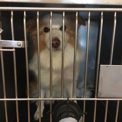 U-Wash Pets & Grooming - Luna gets a blow dry.