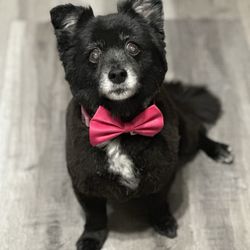 Hot Diggity Dogs - Senior pup Gloria after her groom
