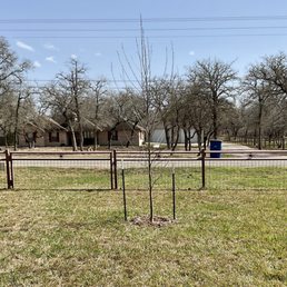 Very nice Mexican Sycamore tree with professional planting. Very nice Mexican Sycamore tree with professional planting.