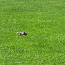 Beware of chubby squirrels! Beware of chubby squirrels!