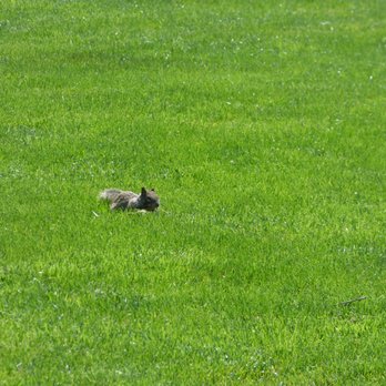 Charleston Park - Beware of chubby squirrels! - Parks Near Me - Mountain View, California Charleston Park - Beware of chubby squirrels! - Parks Near Me - Mountain View, California