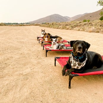Limitless Canine - Pet Training Near Me