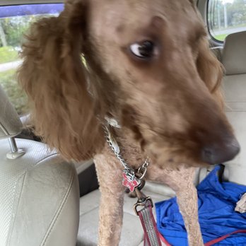 PetSuites Bradenton - Pet Boarding Near Me - Bradenton, Florida