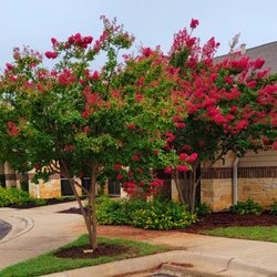 Cedar Park Periodontics - Bushes in front of the office