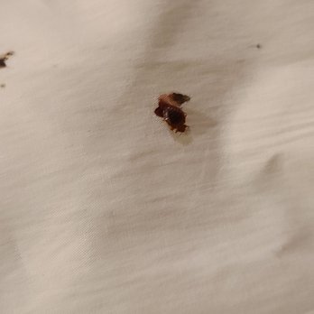 Foxwoods Resort Casino - Picture of the alive and kicking bed bug from Cedar. - Casinos Near Me - Mashantucket, Connecticut Foxwoods Resort Casino - Picture of the alive and kicking bed bug from Cedar. - Casinos Near Me - Mashantucket, Connecticut