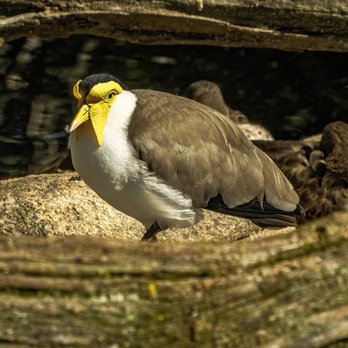 Ripley Waterfowl Conservancy - Parks Near Me - Litchfield, Connecticut