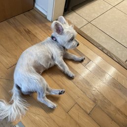 Summer cut! Summer cut!