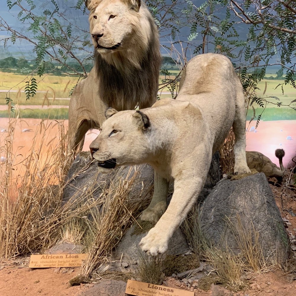 Cabela's - Taxidermy collection - Outdoor Gear Near Me - Buda, Texas