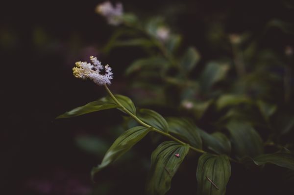 Tadpole Haven Native Plants