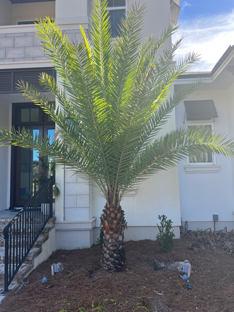 BIG DADDY’S PALM TREES Updated April 2024 10 Photos Jacksonville