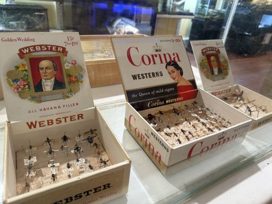 Santa Fe Reptile and Bug Museum by null