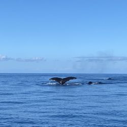 OCEANIC PATROL - It's a whale tale! Haha !