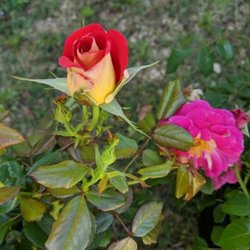 Tujay's Greenhouse - Ketchup& Mustard Rose