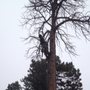 Photo of ArborRx Family Tree Service