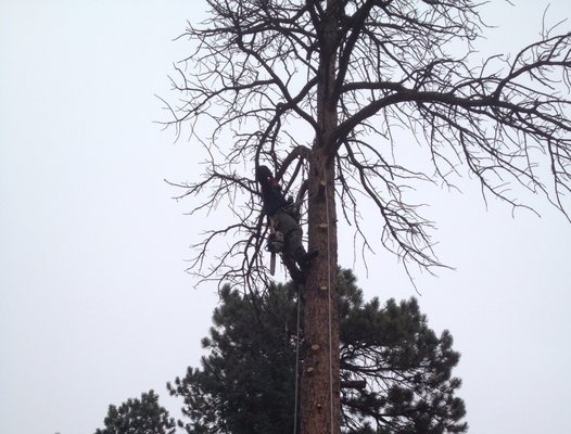 ArborRx Family Tree Service