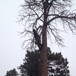 ArborRx Family Tree Service