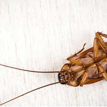 Dragon Pest Control - Pest Control Near Me - Sugar Land, Texas