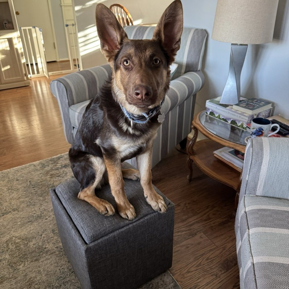 Sit Means Sit - Pet Training Near Me - Littleton, Colorado