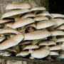Photo of Bolets de Soca