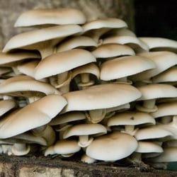 Bolets de Soca - Setas de Chopo (Agrocybe aegerita) cultivada en Bolets de Soca
