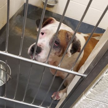 Indianapolis Animal Care Services - Animal Shelters Near Me - Indianapolis, Indiana