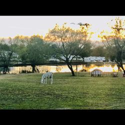 Southern Belle Ranch & RV Park - Sunset