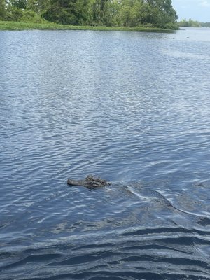 McGee's Louisiana Swamp & Airboat Tours by null