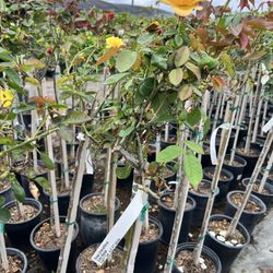 RV Nursery - Roses