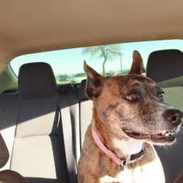 my doggie loves EECU also my doggie loves EECU also