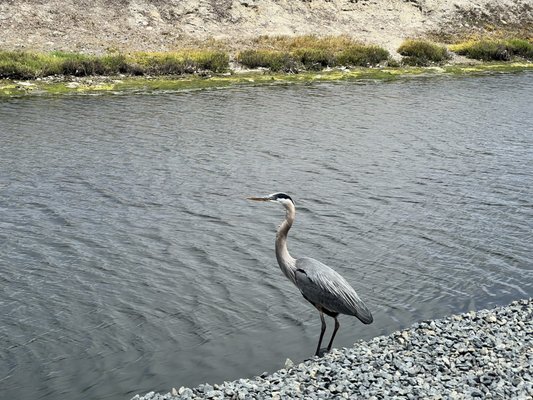 Wetlands & Wildlife Care Center by null