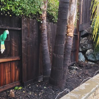 Sandoval Tree Service - Tree Services Near Me - Sacramento, California Sandoval Tree Service - Tree Services Near Me - Sacramento, California