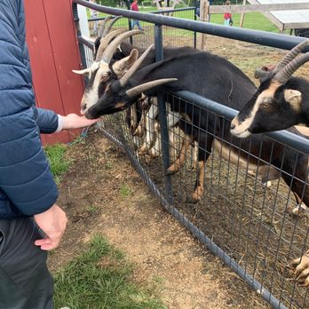 North Meadow Farm - Attraction Farms Near Me - Manchester, Vermont North Meadow Farm - Attraction Farms Near Me - Manchester, Vermont